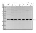 Anti-TF2B Rabbit Monoclonal Antibody