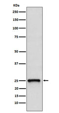 Western blot analysis of TC10 expression in 293T cell lysate.