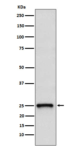 Western blot analysis of TC10 expression in 293T cell lysate.