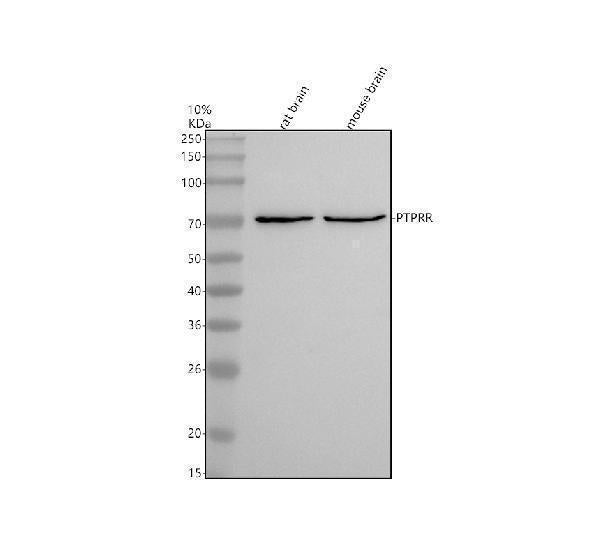 Anti-PTPRR Rabbit Monoclonal Antibody