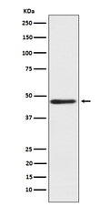 Western blot analysis of ENTPD5 expression in fetal liver lysate.