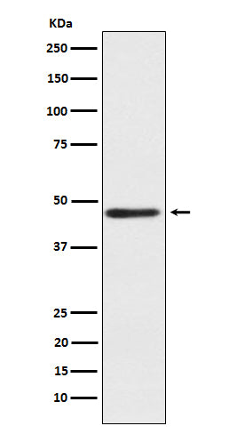 Western blot analysis of ENTPD5 expression in fetal liver lysate.