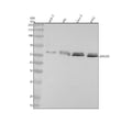 Anti-ZNF259 Rabbit Monoclonal Antibody