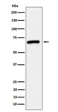 Western blot analysis of USP39 expression in 293T cell lysate.