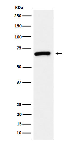 Western blot analysis of USP39 expression in 293T cell lysate.