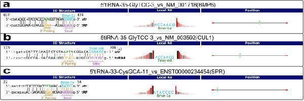 Anti-BMP6 Rabbit Monoclonal Antibody