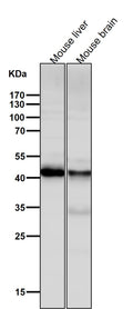 All lanes use the Antibody at 1:2K dilution for 1 hour at room temperature.