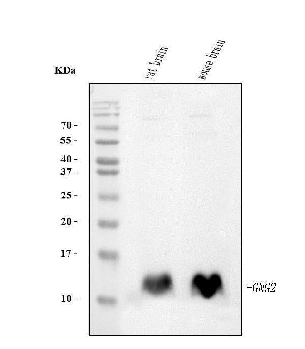 Anti-GNG2 Antibody Picoband® (monoclonal, 7C13)
