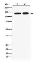 Western blot analysis of RNF40 expression in (1) HeLa cell lysate; (2) RAW264.7 cell lysate.