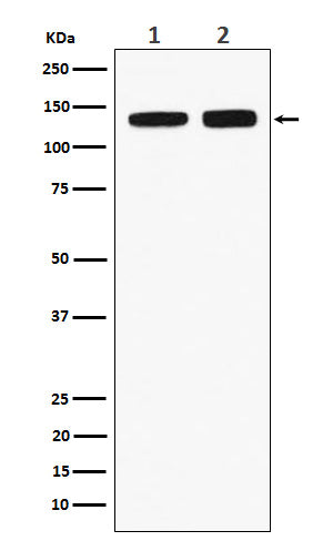 Western blot analysis of RNF40 expression in (1) HeLa cell lysate; (2) RAW264.7 cell lysate.