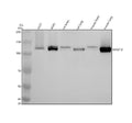 Anti-MYO1B Rabbit Monoclonal Antibody