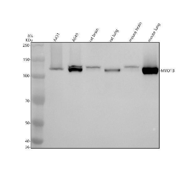Anti-MYO1B Rabbit Monoclonal Antibody