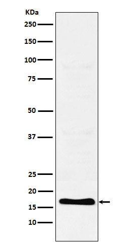 Western blot analysis of TFF2 expression in Human stomach lysate.