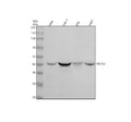 Anti-Erlin-2 Rabbit Monoclonal Antibody
