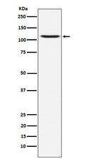 Western blot analysis of Ionotropic Glutamate receptor 4 expression in SH-SY5Y cell lysate.
