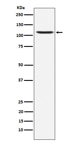 Western blot analysis of Ionotropic Glutamate receptor 4 expression in SH-SY5Y cell lysate.