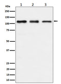 Western blot analysis of TAOK1 expression in (1) HeLa cell lysate; (2) RAW 264.7 cell lysate; (3) C6 cell lysate.