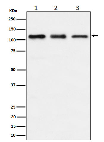 Western blot analysis of TAOK1 expression in (1) HeLa cell lysate; (2) RAW 264.7 cell lysate; (3) C6 cell lysate.
