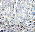Anti-Integrin alpha E ITGAE Rabbit Monoclonal Antibody