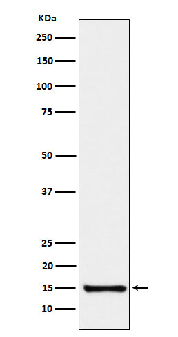 Western blot analysis of SAA4 expression in Human plasma cell lysate.