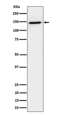Western blot analysis of TAF3 expression in HeLa cell lysate.