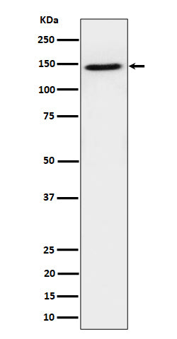 Western blot analysis of TAF3 expression in HeLa cell lysate.