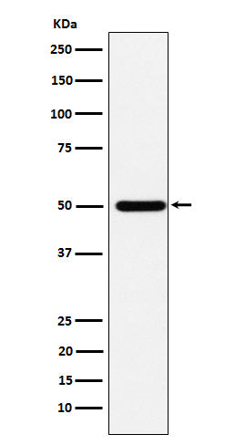 Western blot analysis of ABAT expression in HepG2 cell lysate.