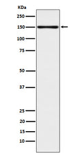 Anti-CLSTN1 Rabbit Monoclonal Antibody