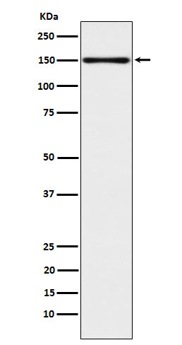 Anti-CLSTN1 Rabbit Monoclonal Antibody