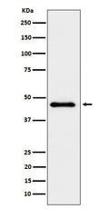 Western blot analysis of ELP4 expression in HeLa cell lysate.
