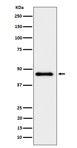 Western blot analysis of ELP4 expression in HeLa cell lysate.