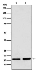Western blot analysis of AP2S1 expression in (1) 293 cell lysate; (2) Mouse brain lysate.