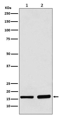 Western blot analysis of AP2S1 expression in (1) 293 cell lysate; (2) Mouse brain lysate.