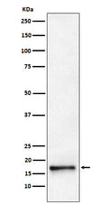 Western blot analysis of AP2S1 expression in HeLa cell lysate.
