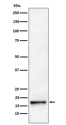 Western blot analysis of AP2S1 expression in HeLa cell lysate.