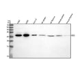 Anti-EBI3 Rabbit Monoclonal Antibody