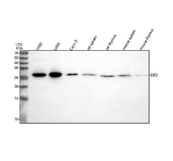 Anti-EBI3 Rabbit Monoclonal Antibody