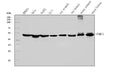 Anti-TBP-1/PSMC3 Antibody Picoband® (monoclonal, 4D3)