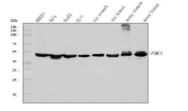 Anti-TBP-1/PSMC3 Antibody Picoband® (monoclonal, 4D3)