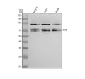 Anti-RYK Rabbit Monoclonal Antibody