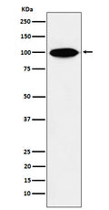 Western blot analysis of KIFAP3 expression in HeLa cell lysate.