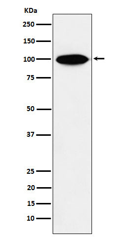 Western blot analysis of KIFAP3 expression in HeLa cell lysate.