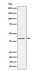 Western blot analysis of IL18 binding protein in HeLa cell lysate.