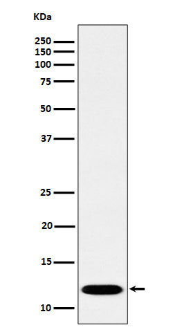 Western blot analysis of PCBD1 expression in Caco-2 cell lysate.