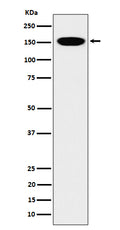 Western blot analysis of CNAP1 expression in HeLa cell lysate.