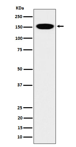 Western blot analysis of CNAP1 expression in HeLa cell lysate.