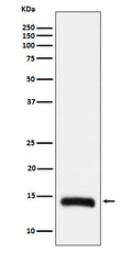Western blot analysis of Histone H2B (formyl K108) expression in Hela cell lysate.