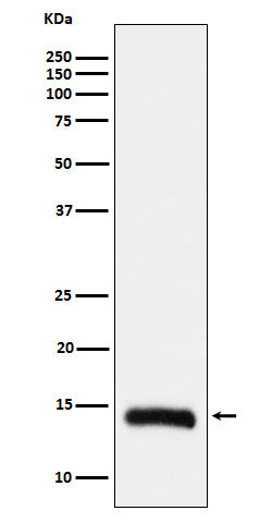 Western blot analysis of Histone H2B (formyl K108) expression in Hela cell lysate.