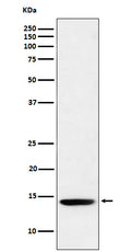 Western blot analysis of Histone H2B (formyl K120) expression in Hela cell lysate.
