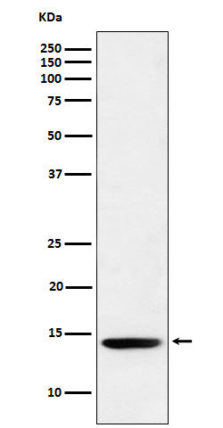 Western blot analysis of Histone H2B (formyl K120) expression in Hela cell lysate.